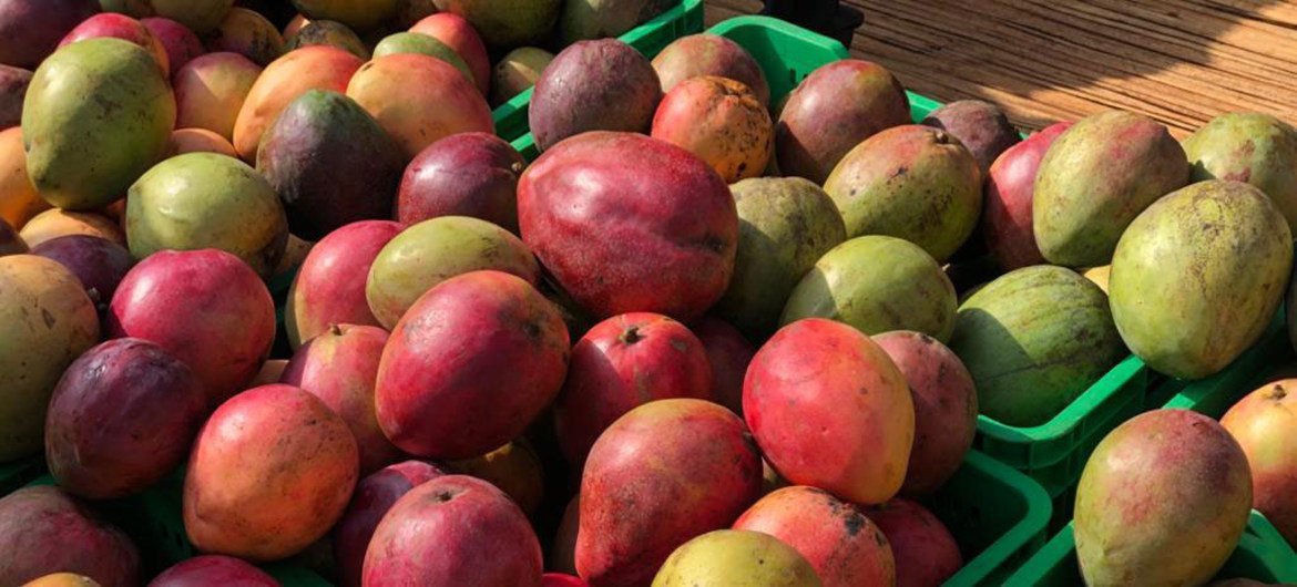 میوه های تازه مانند انبه از کشاورزان محلی اوگاندا تهیه می شود.