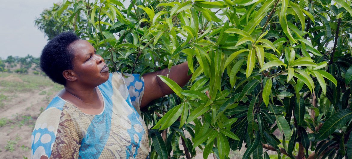 جولیان اومالا، کارآفرین اوگاندایی، یک تجارت آبمیوه تازه با بیش از پنج میلیون مشتری ایجاد کرده است. 